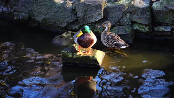 Wild duck in the pond.