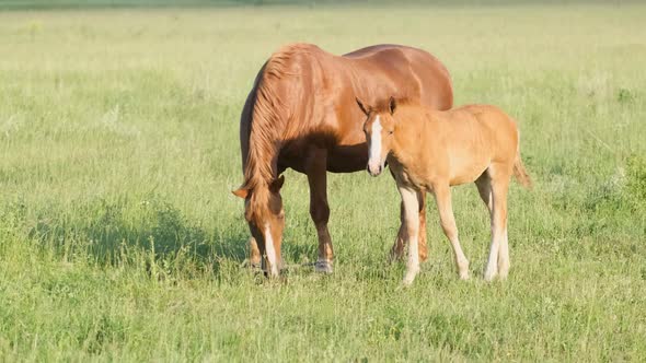 Mom and Baby Horse Grazing on a Green Meadow