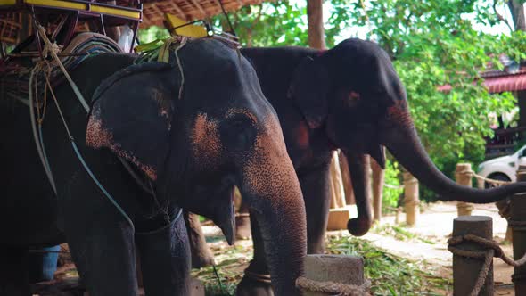 elephant farm in Asia, a tour of tourists on elephants through the jungle. travels