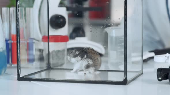 Panninng Shot of Chemistry Lab Working Place with Closeup of Mouse in Glass Container