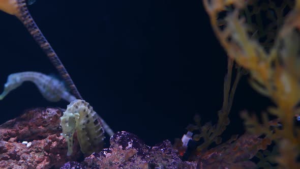 Seahorse Amidst Corals in Aquarium. Closeup Yellow Seahorse Swimming Near Wonderful Corals in Clean