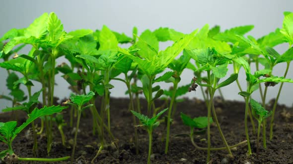 Marijuana Plant Growing