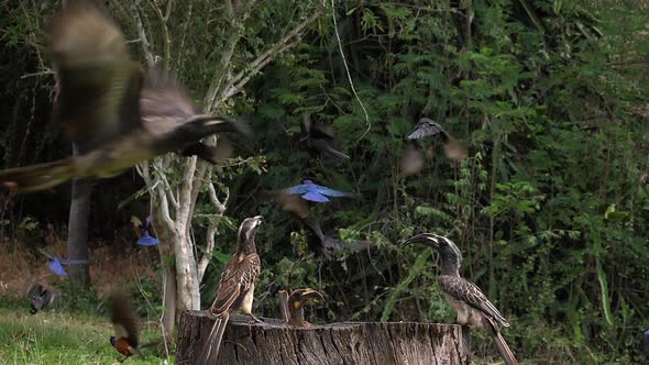 Birds at the Feeder, Superb Starling, African Grey Hornbill, Group in flight, Tsavo Park in Kenya