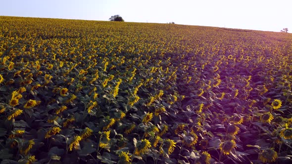 Aerial Drone View Flight Over Field with Ripe Sunflower Heads at Dawn Sunset