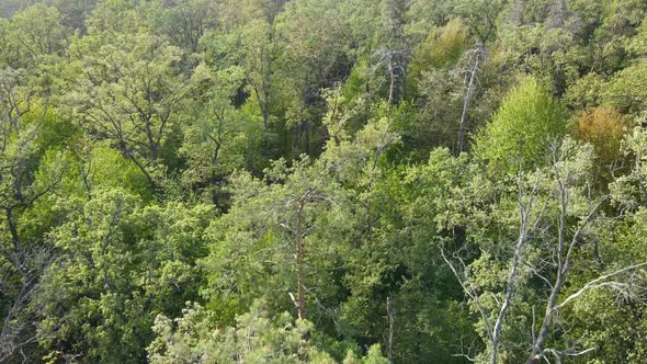 Aerial View of Trees in the Forest. Ukraine