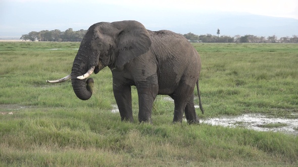 Safari in Kenya and Tanzania. Elephants in an African savanna.