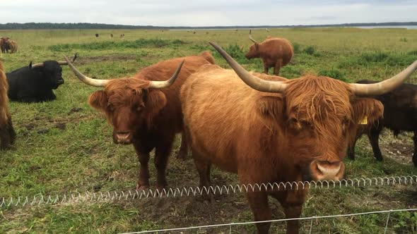 Closeup of highland bulls grazing on seaside pasture