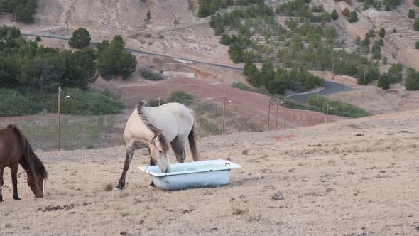 Still shot tied horses feeding from old bathtub on Nature landscape as background