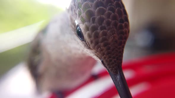 The best macro extreme close up of A tiny humming bird head with brown and green feathers sitting at