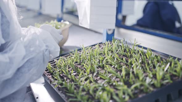 Worker planting small plants in trays inside industrial nursery