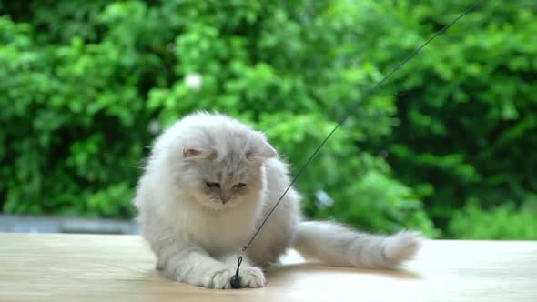 Cute Persian Cat Playing Toy On Wood Table