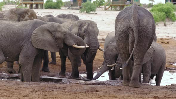 Herd Of Wild Elephants At Waterhole By Safari Lodge Elephant Sands In Botswana - Medium Shot