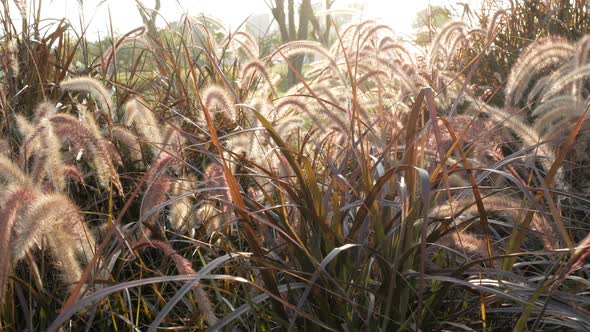 Grass Sunshine