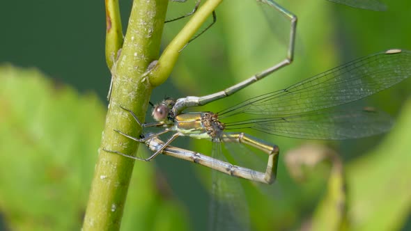 Macro: Majestic Maiden Dragonfly resting on green plant lighting by sunlight - Entomology of species