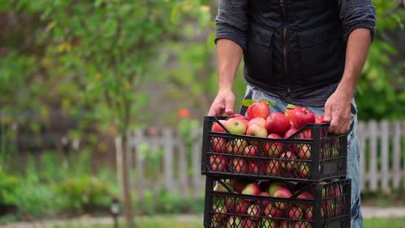 Man picks apples in box. 