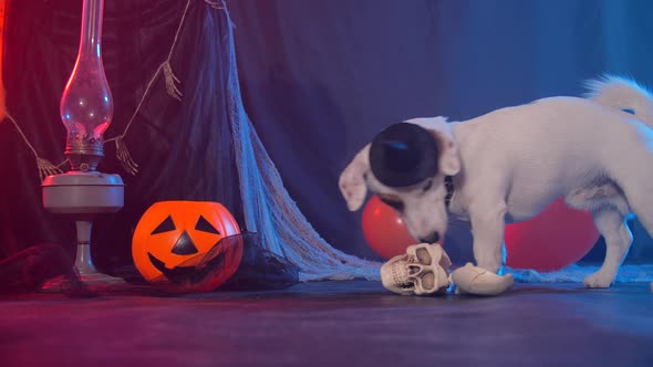 Halloween Celebration Concept. Funny Dog Eating From Fake Halloween Skulls