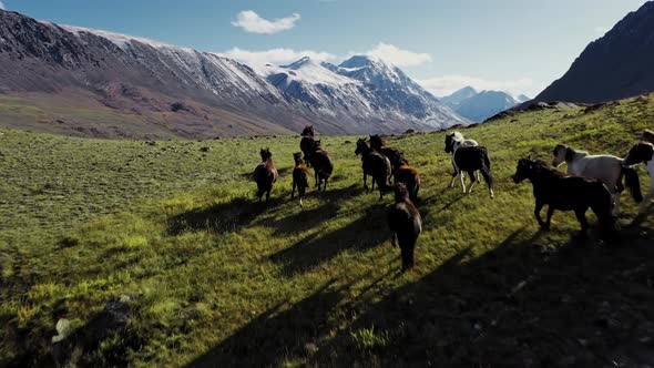 Wild Horses Running, Herd of Horses Running on the Steppes in the Background Mountain