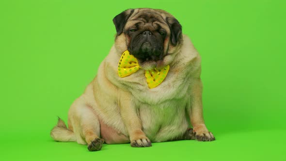 Beige Fat Pug with Yellow Bow Tie on Green Background