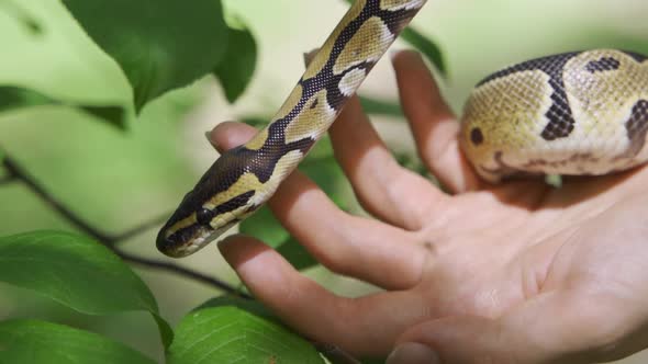 The Boa Constrictor Wants to Break Free From Human Hands