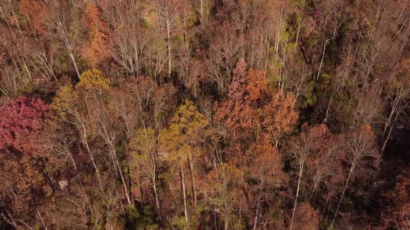 Beautiful top view of the signal Mountain forest at base of cliff at Chattanooga TN in USA.