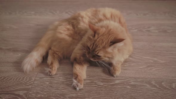 Cute Ginger Cat Lying on Wooden Floor. Fluffy Pet Licking Its Paws. Domestic Animal in Cozy Home.