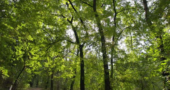 Green Leaves and Forest