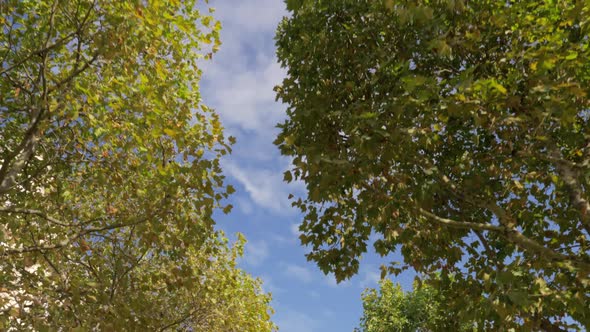 Walking in Autumn Park. View To the Sky and Tree Tops