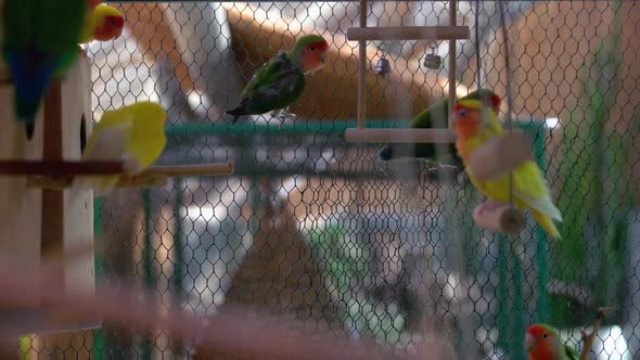 Beautiful Small Colorful Parrots in the Zoo Cage