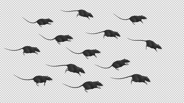 13 Rats - Run Transition - Alpha Channel