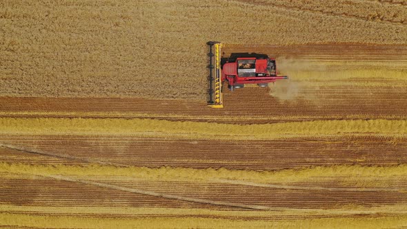 Harvesting grain field