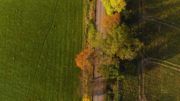 Autumn  road by the green fields