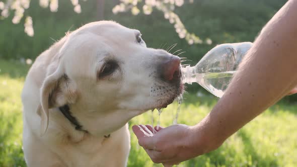 Dog Drinking Water From Plastic Bottle