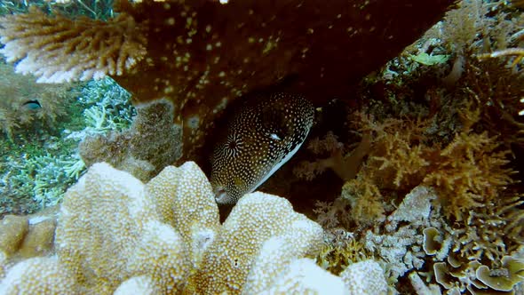 Big Map Black Puffer Arothron Mappa Puffer Fish in Clear Clean Water