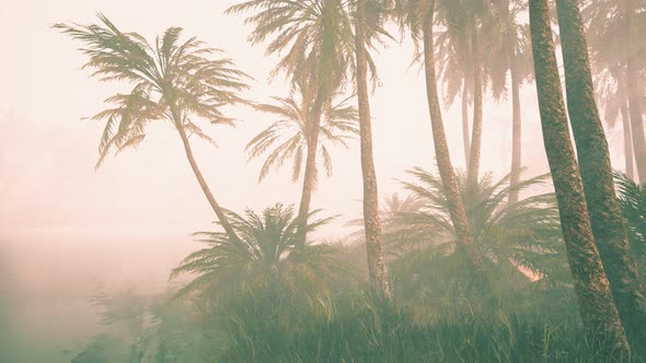 Coconut Palms in Deep Morning Fog