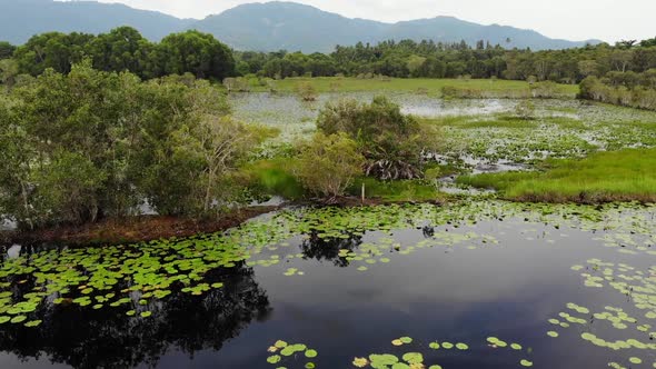 Calm Pond with Lotuses Drone View. Lotus Leaves Floating on Surface of Tranquil Lake in Green