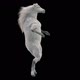 55 White Horse Dancing HD - VideoHive Item for Sale