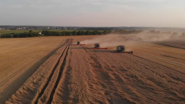 Aerial shot: flying around combines harvesting an summer sunset