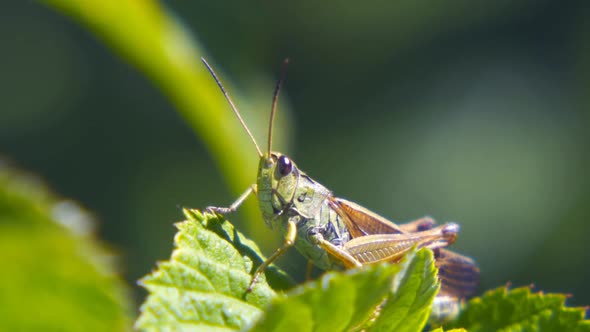 Agricultural Pest Grasshopper or Locust Sitting on Grass