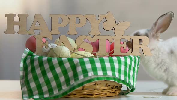 Little Naughty Bunny Breaking Easter Decoration on Basket With Colored Eggs