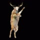 39 Deer Dancing HD - VideoHive Item for Sale