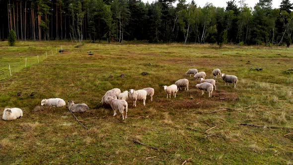 AERIAL: Very Slow Panning Dolly Shot of a Grass Eating Sheep Herd