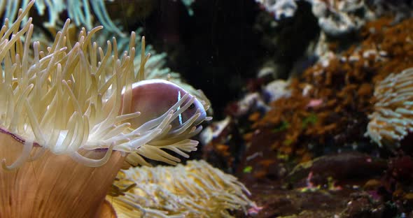 Pink Anemonefish, amphiprion perideraion, standing near Anemone, Real Time 4K