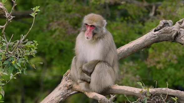 Japanese Macaque Shot Near Kyoto Japan