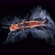 Relic Insect Embia Savignyi Under a Microscope Female - VideoHive Item for Sale