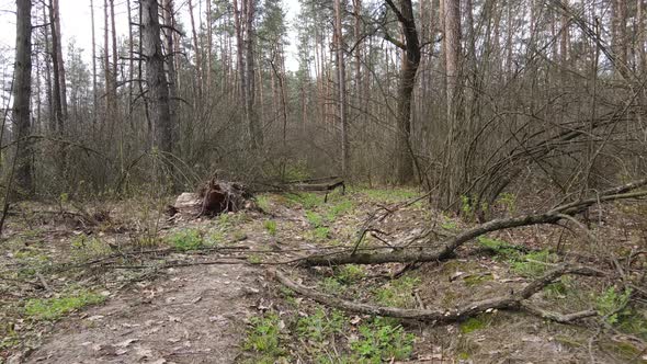 Road in the Forest During the Day Slow Motion