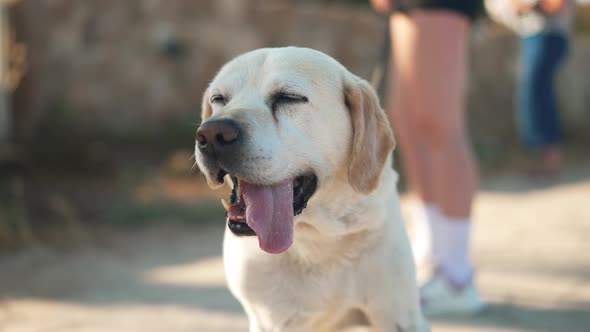 Portrait of Old White and Beige Labrador Looking Away with Tongue Out in Sunlight Outdoors