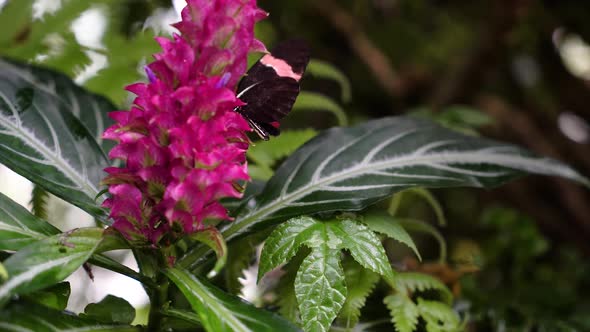 A butterfly on a bromelia flower eats nectar.