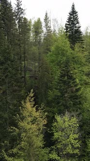 Aerial View of Trees in the Forest