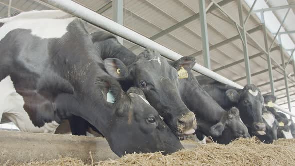 Dairy cows eating hay in a large stable on a dairy farm