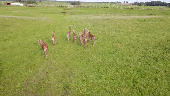 Aerial View To Herd of Deer Running on Green Field